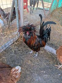 Gallo padovana ciuffata