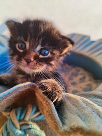 Maine coon maschietto