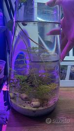 Mini acquario