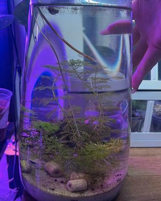 Mini acquario