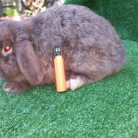 Conigli minilop puri adulti