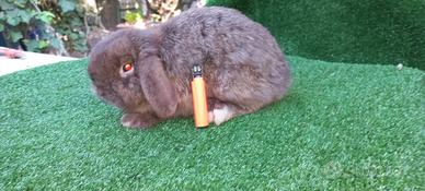 Conigli minilop puri adulti