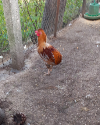 Gallo
