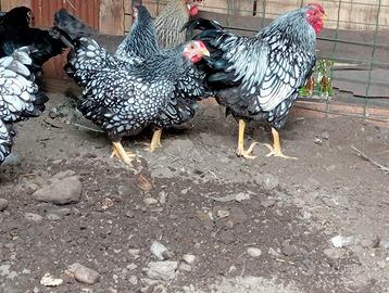 Galline ornamentali