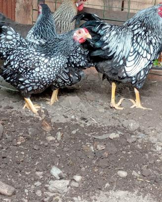 Galline ornamentali