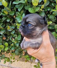 Chihuahua maschietto piccolo super bello