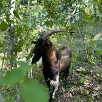 Vendi Becco camosciata delle Alpi