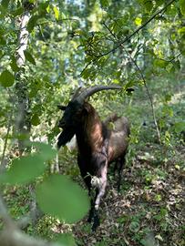 Vendi Becco camosciata delle Alpi