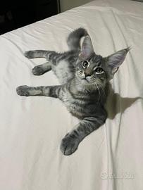 Maine coon kitten