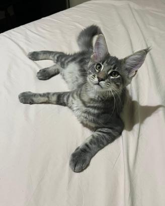 Maine coon kitten
