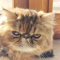 Aspetto gatto persiano maschio per accoppiamento