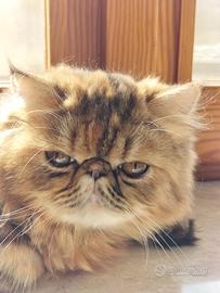 Aspetto gatto persiano maschio per accoppiamento