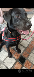 Labrador femmina nera