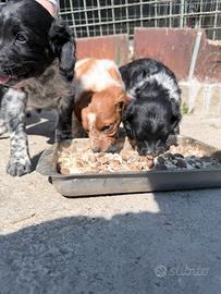 Cuccioli di epagneul breton