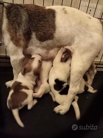 Cane Jack Russel