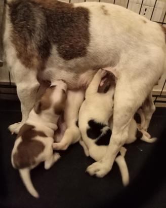 Cane Jack Russel
