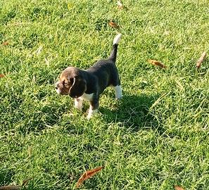 Cuccioli di beagle