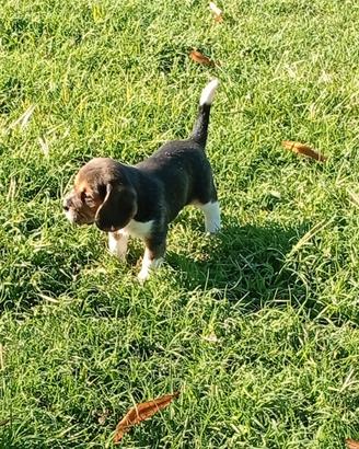 Cuccioli di beagle
