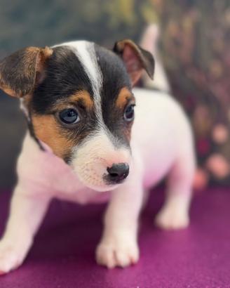 Jack Russell