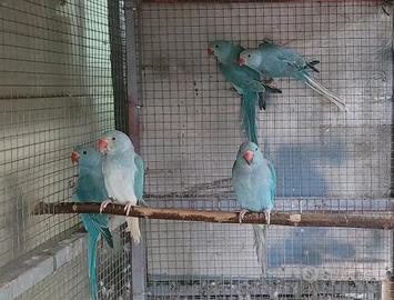 coppie parrocchetti dal collare 