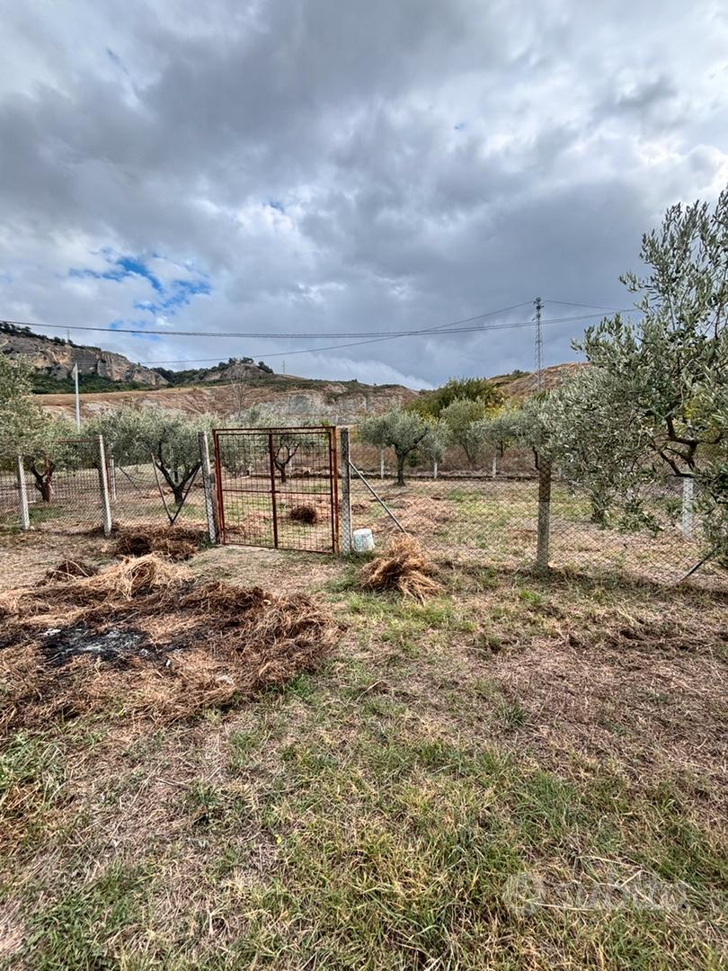 Terreno agricolo con ulivo - Vista 5
