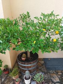 pianta di arancio