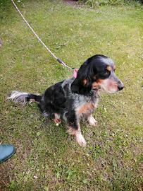Setter femmina di 5 anni da compagnia microcippata
