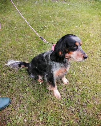 Setter femmina di 5 anni da compagnia sterilizzata
