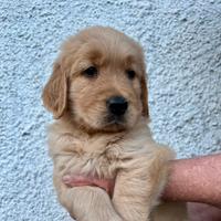 Cuccioli di Golden Retriever