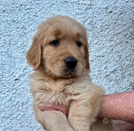 Cuccioli di Golden Retriever