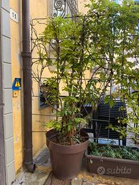 Pianta