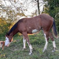 Puledro Paint Horse