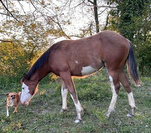 Puledro Paint Horse