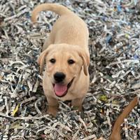 Cuccioli di Labrador