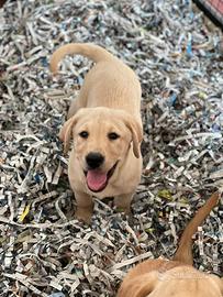 Cuccioli di Labrador