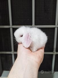 Coniglio ariete mini lop bianco occhi azzurri