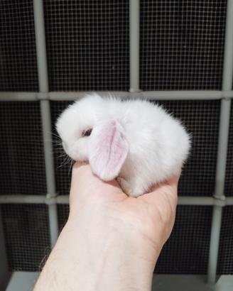 Coniglio ariete mini lop bianco occhi azzurri