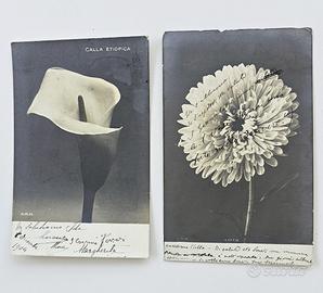 Due cartoline antiche NMR aster e calla etiopica