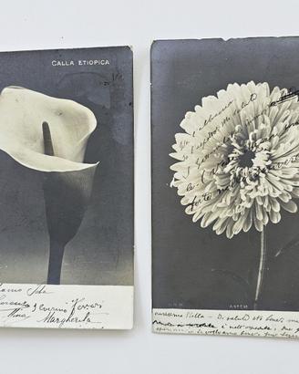 Due cartoline antiche NMR aster e calla etiopica