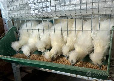 Pulcini di moroseta nana