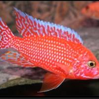 Aulonocara Red Dragon