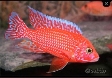 Aulonocara Red Dragon