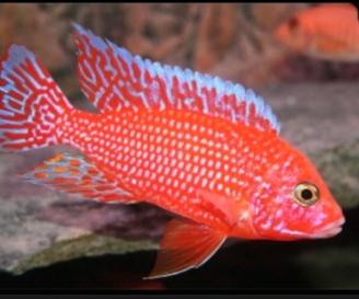 Aulonocara Red Dragon