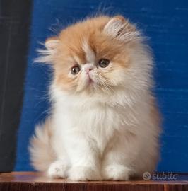 Cucciolo di gatti persiani ad alta genealogia - Animali In vendita ...