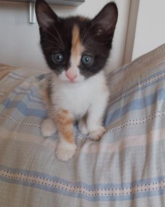 Gattina tricolore