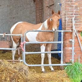 Stallone Paint Horse con documenti americani