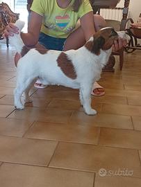 Jack Russell Terrier
