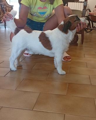 Jack Russell Terrier