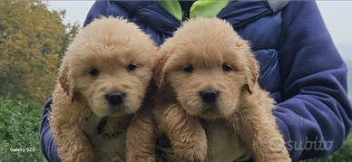 Golden retriever americano