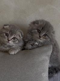 Gatti Scottish Fold e Scottish Straight